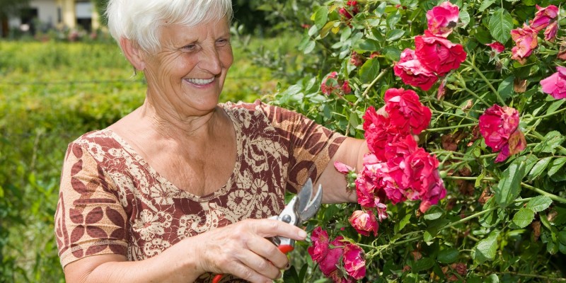 Frau schneidet eine Rosenhecke