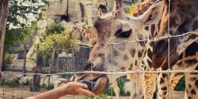 Tierische Ausflge fr jede Altersgruppe