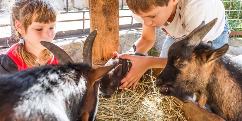 Kinder im Streichelzoo