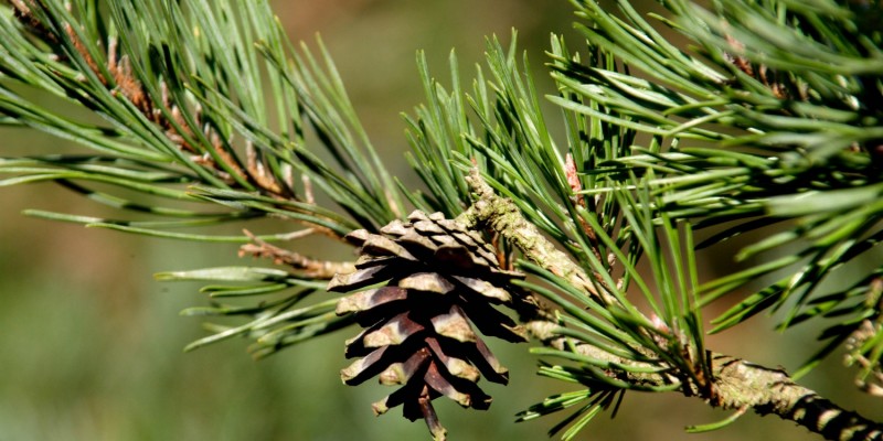 Tannenzapfen an Nadelbaum